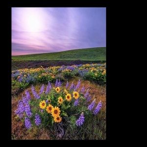 Meet your Posher, Dawn